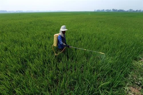 Cảnh báo bệnh đạo ôn trên lúa và cách phòng trừ