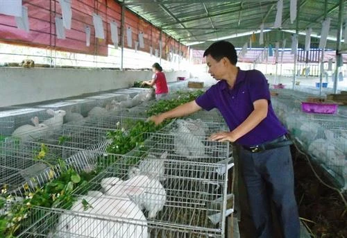 Phát triển mô hình nuôi thỏ theo tiêu chuẩn Nhật Bản