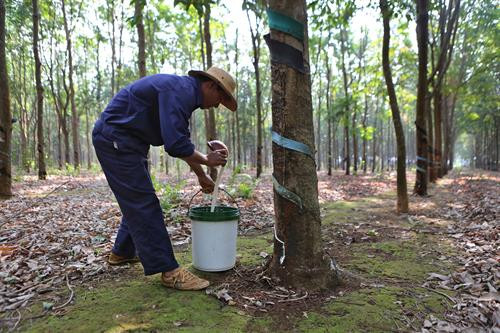 Chính phủ phê duyệt kế hoạch của ngành Cao su Việt Nam