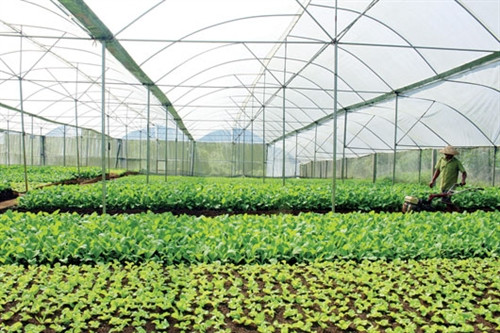 Làm giàu từ 1,4 sào trồng rau sạch