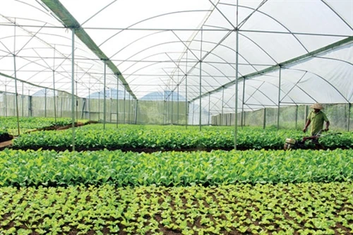 Làm giàu từ 1,4 sào trồng rau sạch