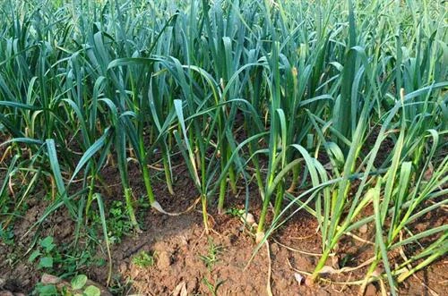 Kỹ thuật trồng và bón phân cho cây tỏi