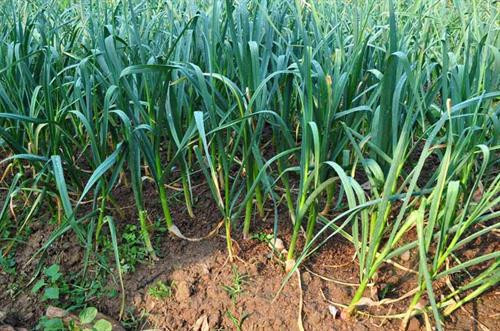 Kỹ thuật trồng và bón phân cho cây tỏi