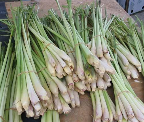 Kỹ thuật trồng và bón phân cho cây sả