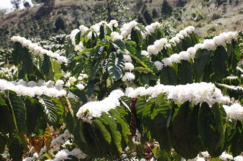 Sắc hoa cà phê trên triền núi Tây Nguyên