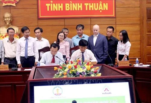Bình Thuận phát triển vùng nguyên liệu thanh long an toàn phục vụ xuất khẩu