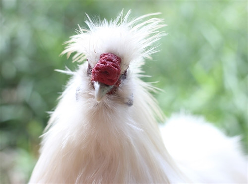 Trang trại gà độc lạ ở Tây Ninh