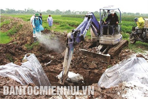 Ngăn ngừa và phòng chống dịch tả lợn Châu Phi