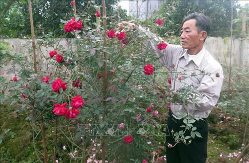 Chuyện làm giàu không vốn ở Nam Định