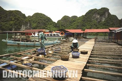 Nghề nuôi trai lấy ngọc trên Vịnh Hạ Long