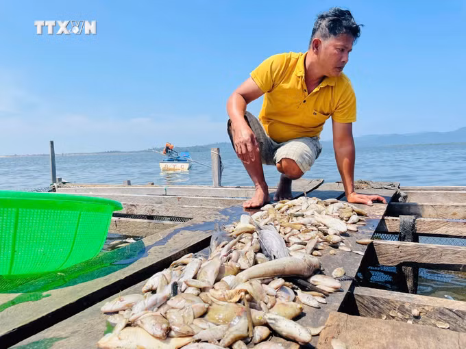 vna_potal_gia_lai_ca_nuoi_chet_hang_loat_tren_ho_thuy_loi_ia_mo_7644604.jpg