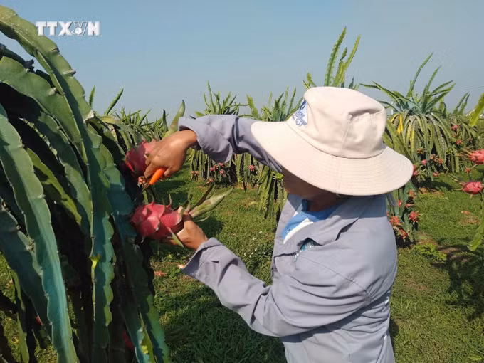 vna_potal_thanh_long_binh_thuan_duoc_nhat_ban_chinh_thuc_cap_bang_bao_ho_chi_dan_dia_ly__5706124.jpeg