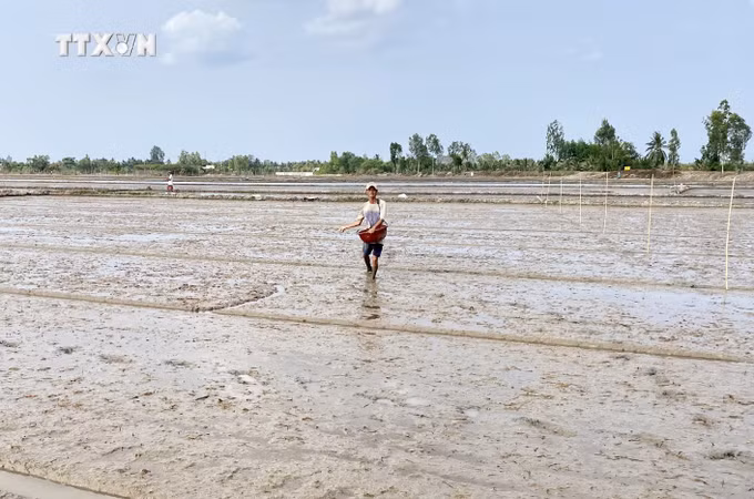 vna_potal_nong_dan_vinh_long_chu_dong_xuong_giong_vu_lua_he_thu_nam_2024_7298550.jpg