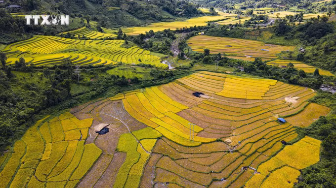 Mùa vàng ở huyện biên giới Mường Nhé, Điện Biên. Ảnh: Xuân Tư - TTXVN