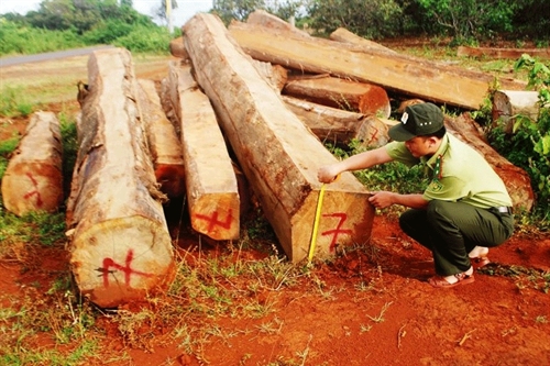 Gỗ lậu vùng biên ảnh 1 Gỗ lậu vùng biên ảnh 1