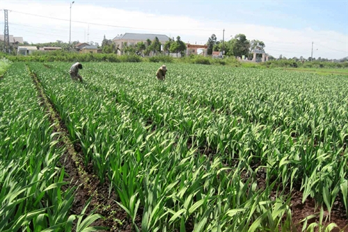 Hoa lay ơn trong một nhà vườn ở xã An Phú (TP. Pleiku) Hoa lay ơn trong một nhà vườn ở xã An Phú (TP. Pleiku)