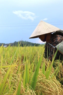 Yên Lạc “giữ lửa” nghề chằm áo tơi truyền thống