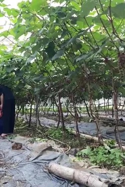 Điện Biên phát triển mô hình du lịch xanh