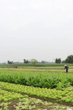 Lào Cai hỗ trợ khôi phục sản xuất nông nghiệp giúp người dân đón Tết an lành