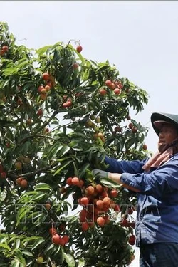 Đắk Lắk – Thủ phủ vải ở Tây Nguyên