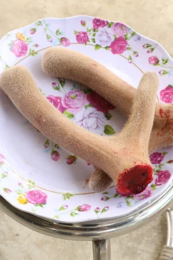 Nhộn nhịp mùa "hái lộc" nhung hươu của đồng bào dân tộc Mường