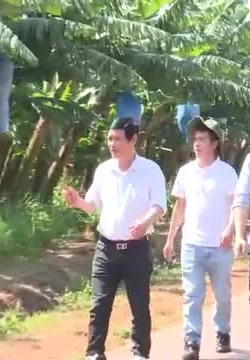 Sản phẩm chuối Gia Lai chinh phục các thị trường khó tính