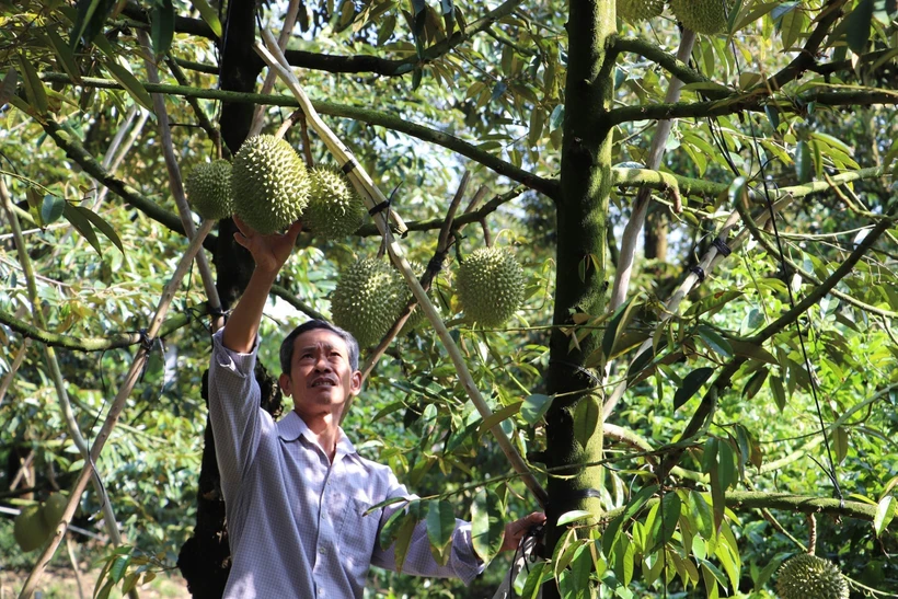 Ông Trần Văn Sống tại xã Ngũ Hiệp, huyện Cai Lậy (Tiền Giang) kiểm tra chất lượng trái sầu riêng. Ảnh: Minh Trí - TTXVN