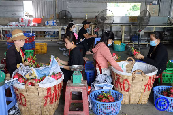 Thu mua thanh long ở huyện Chợ Gạo, vùng chuyên canh trồng thanh long lớn nhất tỉnh Tiền Giang. Nguồn ảnh minh họa: tiengiang.gov.vn