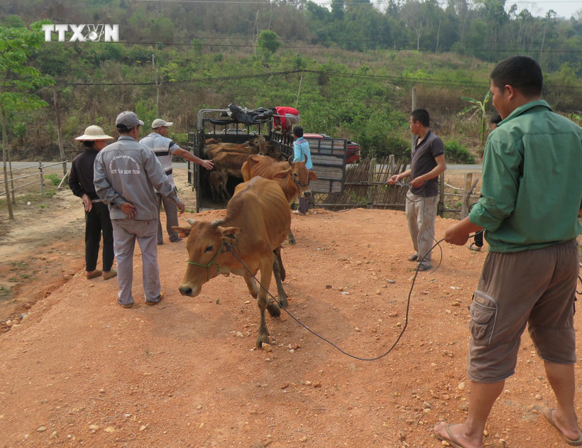 Người dân nghèo tại xã Ia Dom, huyện vùng biên Ia H’Drai (Kon Tum) nhận bò hỗ trợ. Ảnh: Dư Toán – TTXVN