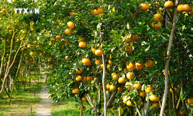 Diện tích trồng quýt hồng Lai Vung ở huyện Lai Vung (Đồng Tháp). Ảnh: Nhựt An - TTXVN