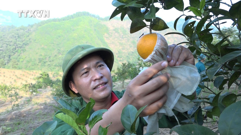 Sản phẩm cam tại trang trại của Kỹ sư nông nghiệp Nông Kim Ngọc ở xã Xuân Long, huyện Yên Bình (Yên Bái) được nhiều khách hàng ưa chuộng sử dụng. Ảnh: Việt Dũng - TTXVN