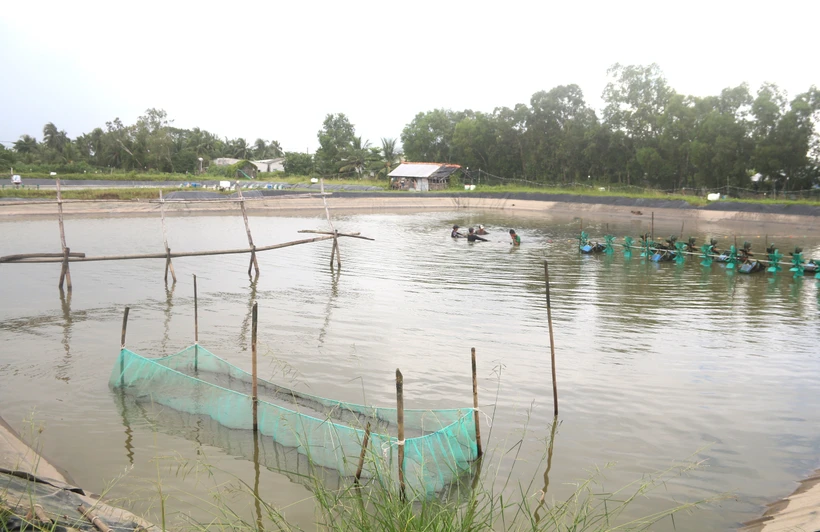 Thu hoạch cá rô phi tại hộ ông Võ Xuân Mai, ấp La Bang, xã Long Sơn, huyện Cầu Ngang (Trà Vinh). Ảnh: Thanh Hòa - TTXVN
