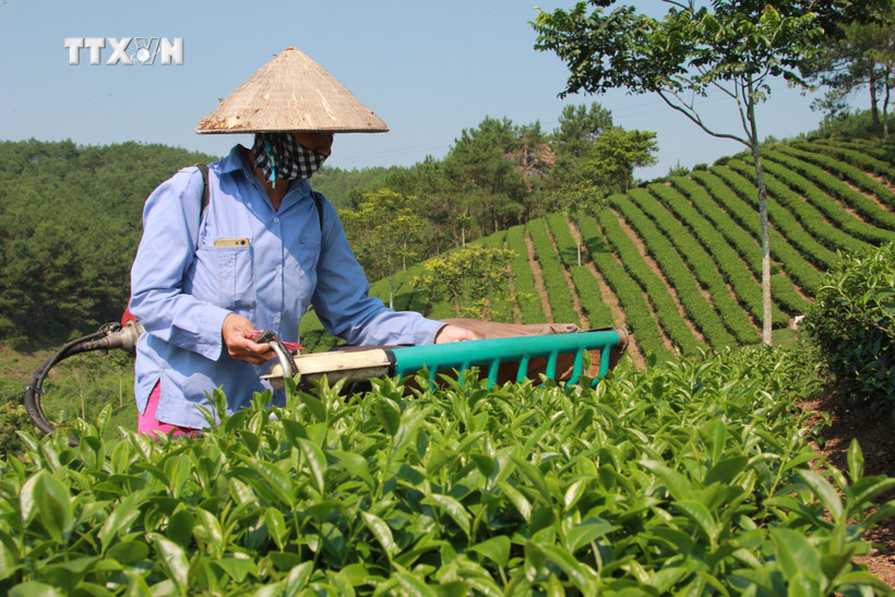 Cây chè góp phần xóa đói giảm nghèo cho nhiều hộ dân ở huyện biên giới Đình Lập (Lạng Sơn). Ảnh: Quang Duy - TTXVN