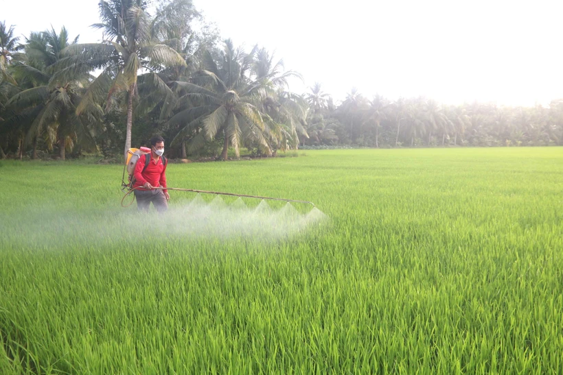 Nông dân Trà Vinh chăm sóc lúa. Ảnh: Thanh Hòa - TTXVN