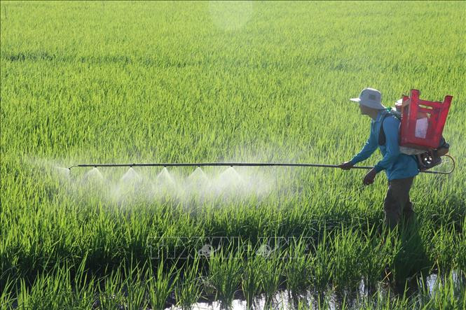 Chăm sóc cây lúa. Ảnh: Nguyễn Văn Trí - TTXVN 