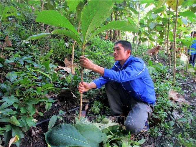 Anh Hà Văn Tình (người Thái), bản Chiền Cồng, thị trấn Mường Lát (Thanh Hóa) đi đầu trong phòng trào trồng rừng với thu nhập 170 triệu/năm. Ảnh: Nguyễn Nam - TTXVN