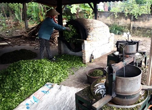 Hộ nông dân Phùng Ngọc Hồng, ở thôn Muối, xã Địch Quả, huyện Thanh Sơn, được Hội Nông dân tỉnh hỗ trợ vay vốn sản xuất chè, phát huy hiệu quả. Ảnh : Vũ Sinh