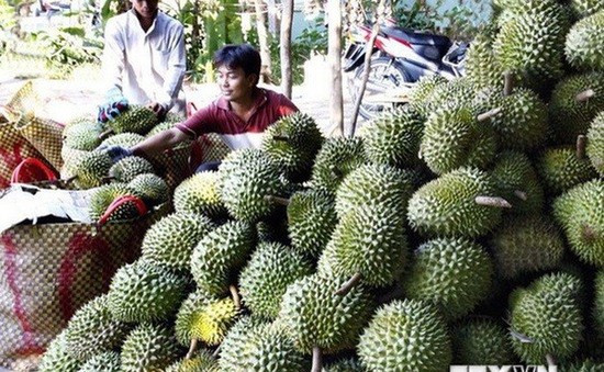 Khánh Hòa liên kết sản xuất, tiêu thụ sầu riêng cho huyện miền núi Khánh Sơn