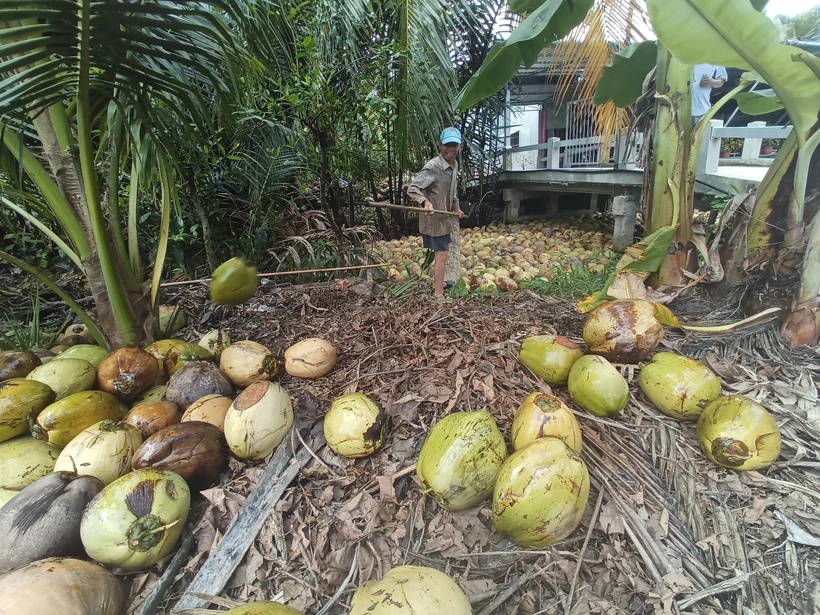 Nông dân thu hoạch dừa khô nguyên liệu. Ảnh: Công Trí - TTXVN 