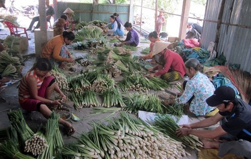 Xây dựng vùng chuyên canh sả trên đất nhiễm mặn hạ lưu sông Tiền
