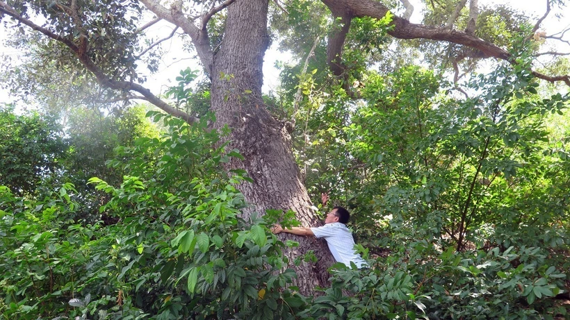 Cần sớm có giải pháp bảo vệ cây chai lá cong - Loài cây đặc hữu và quý hiếm của Việt Nam
