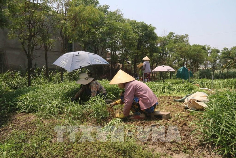 Nông dân chuyển đổi cơ cấu cây trồng thích ứng với hạn mặn. Ảnh: Minh Trí