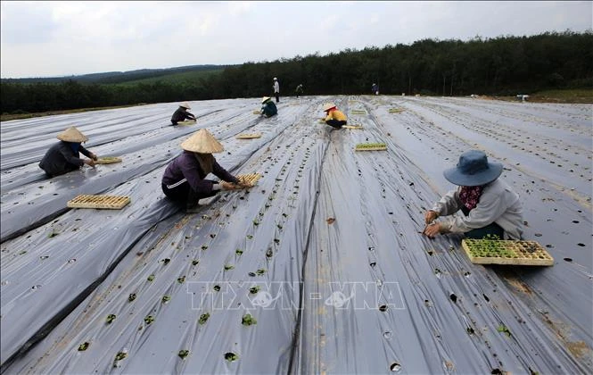 Nông dân ở xã Cam Tuyền, huyện Cam Lộ trồng mới cây cà gai leo bằng phương pháp phủ bạt ni long, tưới nhỏ giọt. Ảnh: Hồ Cầu - TTXVN