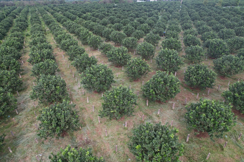 Trang trại bưởi của Công ty Cổ phần Công nghệ cao Kim Long, xã Kim Long (Châu Đức, Bà Rịa-Vũng Tàu) ứng dụng công nghệ tưới tự động, bón phân tự động vào sản xuất. Ảnh: Hoàng Nhị - TTXVN