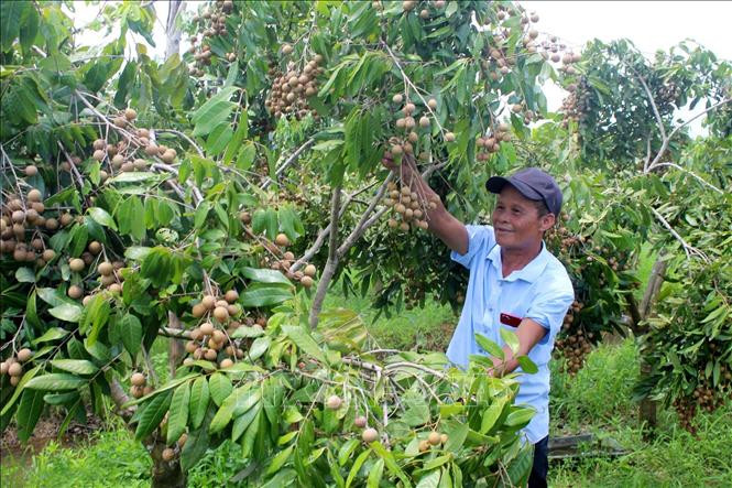Ông Trịnh Văn Toàn thu hoạch nhãn. Ảnh: Nguyễn Nam - TTXVN 