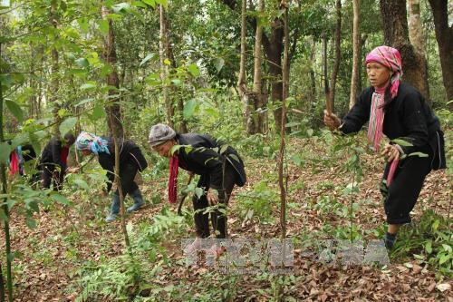 Người dân vùng cao Lai Châu phát dọn thượng bì ngăn ngừa cháy rừng. Ảnh: Quang Duy/TTXVN