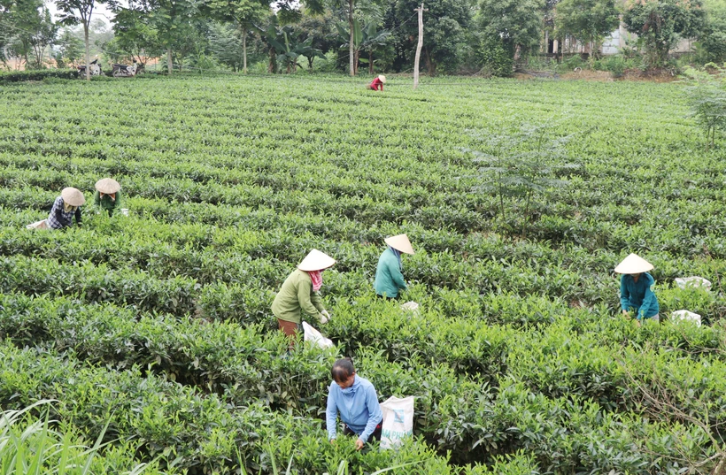 Thái Nguyên đẩy nhanh tiến độ thực hiện ba chương trình mục tiêu quốc gia