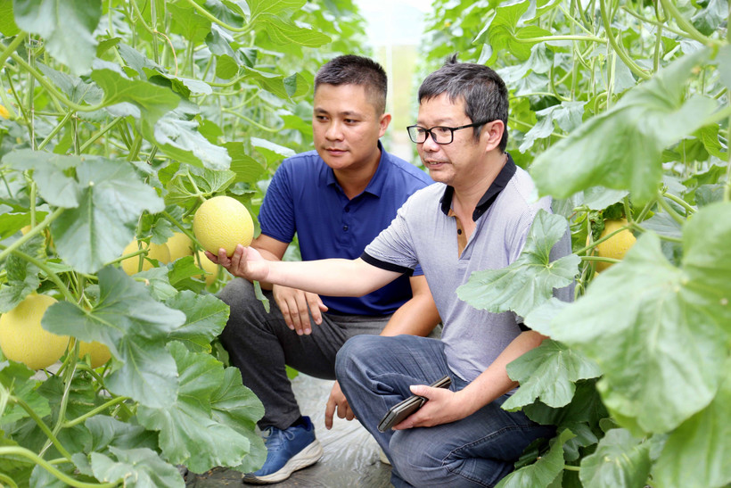 Mô hình trồng dưa lưới trong nhà kín, ứng dụng công nghệ cao mang lại hiệu quả kinh tế cao tại xã Kháng Nhật, huyện Sơn Dương, tỉnh Tuyên Quang. Ảnh: Quang Cường- TTXVN 
