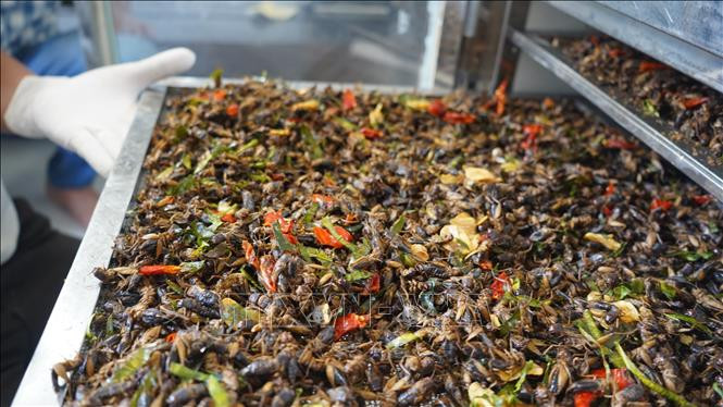 Sản phẩm dế sấy của trại dế Oanh Vĩnh được chứng nhận là sản phẩm OCOP 3 sao. Ảnh: Thanh Tân – TTXVN 