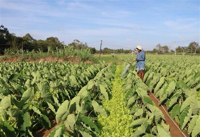Nông dân huyện Trà Cú, Trà Vinh chuyển đổi diện tích đất trồng lúa sang trồng khoai môn sáp cho lợi nhuận tăng hơn 5 lần so với trồng lúa trước đó. Ảnh: Thanh Hòa - TTXVN 